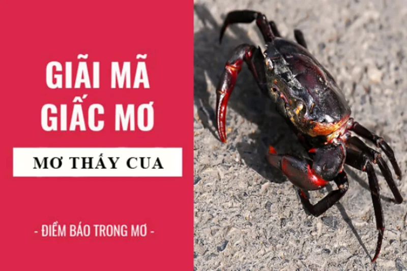 Nằm mơ thấy cua có ý nghĩa gì? nằm mơ thấy cua đánh đề con gì?