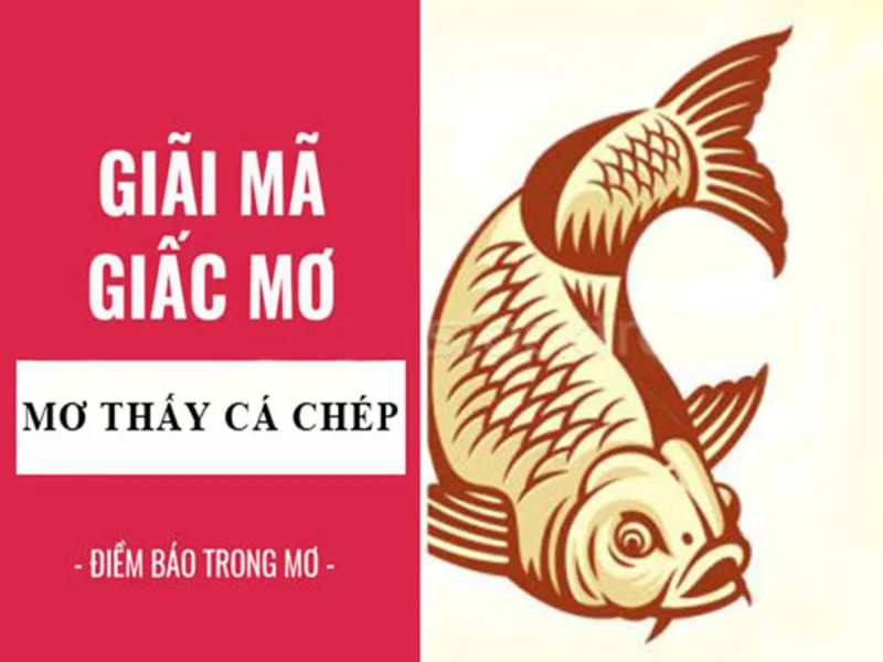 Mơ thấy cá chép đánh đề con gì? Mơ thấy cá chép có phải mang theo ý nghĩa tích cực