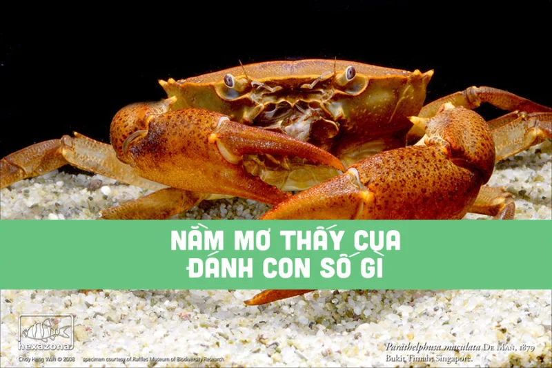 Nằm mơ thấy cua đánh đề con gì?