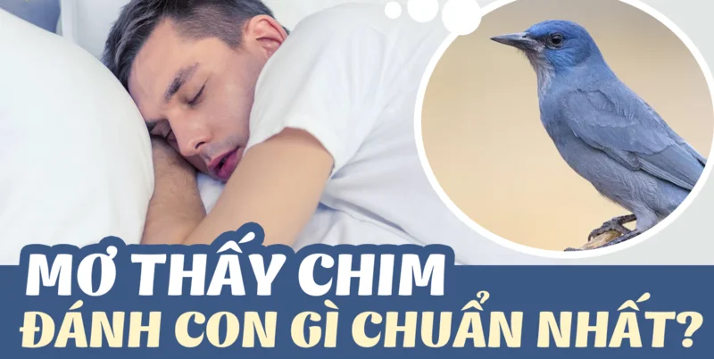 Khám phá điềm báo để giải mã mơ thấy chim đánh đề con gì chính xác